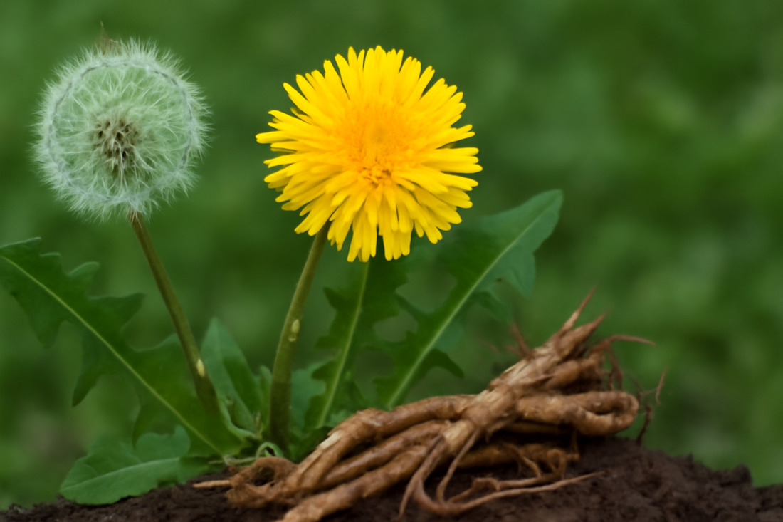 Dandelion Root Benefits: Nature’s Answer for Detox, Digestion, and Radiant Health